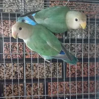 طوطی برزیلی|پرنده|پلدختر, |دیوار