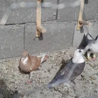 پلنگ، کویتی امری