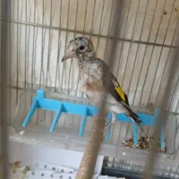 جوجه  سهره نر  با قفس