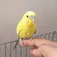 مرغ عشق|پرنده|کرمان, |دیوار