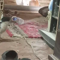 سگی بنام چیتو باتربیت و هوشیار