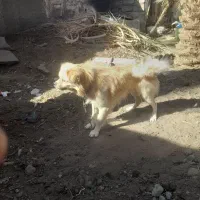 سگ پا کوتاه|سگ|بم, |دیوار