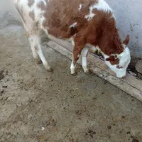 گوساله ماده