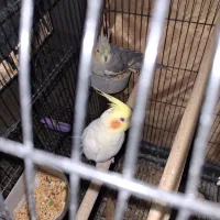 عروس هلندی نر و ماده سالم و سرحال|پرنده|دهگلان, |دیوار