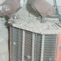 کبوتر رنگی بقدادی وجفت سینه ای