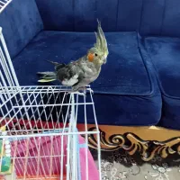 پرنده|پرنده|ساوه, |دیوار