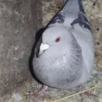 کبوتر|پرنده|یاسوج, |دیوار