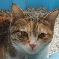 گربه خانگی پیدا شده