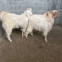 چهار عدد کهره نر ۴۶ میلیون