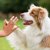 مربی حرفه‌ای و تخصصی سگ|خدمات آموزشی|بندرعباس, |دیوار
