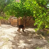 فروش باغ ویلا خانه ویلایی|فروش خانه و ویلا|مشهد, درزآب|دیوار