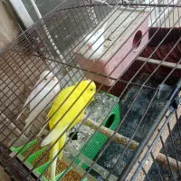 فروش مرغ عشق