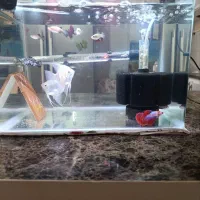 اکواریوم بدون ماهی