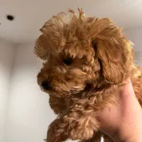 تدی پودل عروسکی اصل