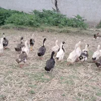 اردک مرغ غاز خروس جوجه