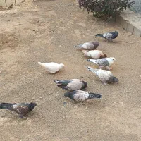 کبوتر طاووسی ساتن زینتی نقش جوجه