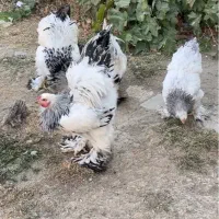 تخم نطفه دار برهما و ابریشمی