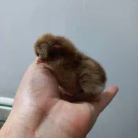 جوجه محلی از نژاد عالی|حیوانات مزرعه|کیاکلا, |دیوار