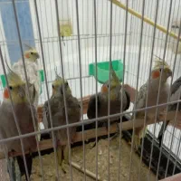 عروس هلندی|پرنده|مشهد, ویلاشهر|دیوار