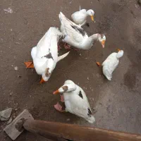 قو غاز|حیوانات مزرعه|اسدآباد, |دیوار