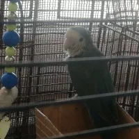 طوطی