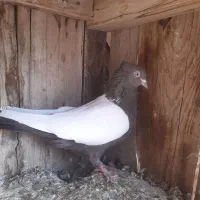 المانی  دوکت سفید