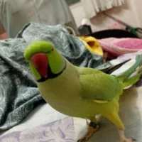اسکندر کوچک صحبت کن رام و دستی