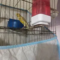 ماده قناری آماده