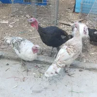 فروش بوقلمون