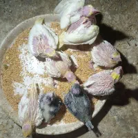 جوجه عروس هلندی
