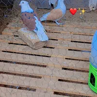 کفتر  پشدار فروشی