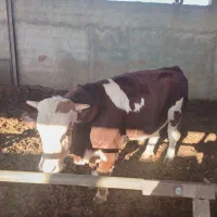 گوساله سیمینتال پروار|حیوانات مزرعه|نجفآباد, حومه نجف آباد|دیوار