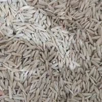 جو دیم بزری