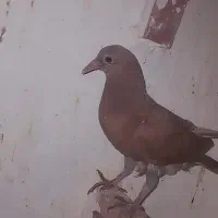 کفتر|پرنده|راور, |دیوار