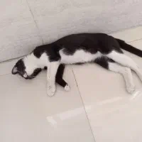 گربه مهربون و ناز نازی|گربه|اسلامشهر, شهرک واوان|دیوار