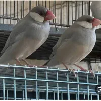 شش عدد فنچ نرگسی