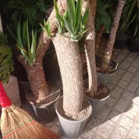 گل اپارتمانی باباادم|گل و گیاه طبیعی|نیشابور, ابراهیم ادهم|دیوار