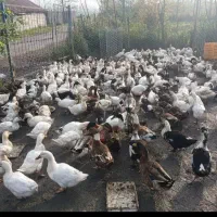 ۱۳ عدد اردک موجوده