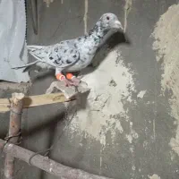 کبوتر|پرنده|قزوین, |دیوار