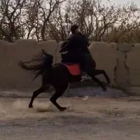 اسب کرد شجره دار فوری فروشی