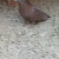 کفتر گلی دمسفید کلایی|پرنده|کرمان, |دیوار