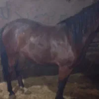 اسب مادیان|اسب و تجهیزات اسب‌سواری|کرمانشاه, |دیوار