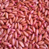 گندم ایوان بوجاری شده