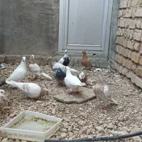 کبوتر کرم