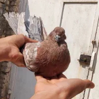 کله ای تاپ نر