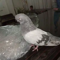 کبوتر نوک قنار