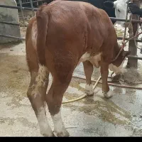 مجموعه اصیل سیدمهدی