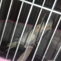 جوجه عروس هلندی|پرنده|کاشان, شهرک ۲۲ بهمن|دیوار