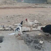 فروش مرغ لری تخم گذار و جوجه