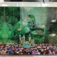 آکواریوم و ماهی|ماهی|مریوان, |دیوار